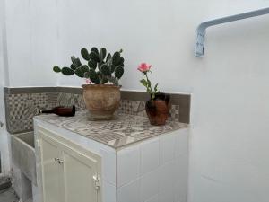 纳尔多MiMì House的两个盆栽植物坐在柜台上