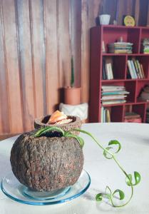 MauésRibeirinhos Hostel的坐在桌子上,盘子上,大椰子