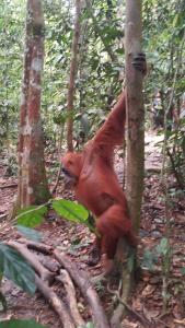 武吉拉旺Ustin Nagoya Bukit Lawang jungle Trekking tours&transport book with us的坐在树林中的两棵树之间的猴子