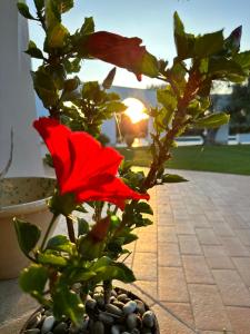 萨维勒特里L'Ulivo Bed and Breakfast的落在盆中的红花,背景是日落