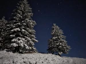 菲茨瑙Rigi-Scheidegg Ferienwohnungen West XL的夜里山上有三棵雪覆盖的树