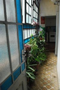 布宜诺斯艾利斯Lunfardo Boquense的一间有门的房间,里面种有植物