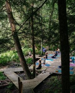 布罗姆湖Auberge Yoga Salamandre的一群人在树林里做瑜伽
