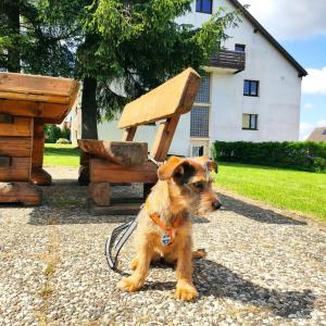 霍盖思Ferienwohnung Harzluchs mit Balkon, Netflix und Sauna im Haus的坐在长凳旁的一只棕色狗