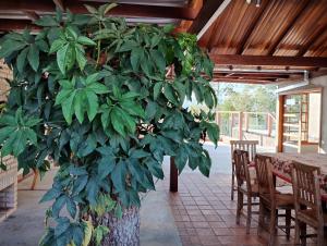 圣若昂-达巴拉Pousada Ribeirinha的一间桌子房间里种植了一大片绿色植物