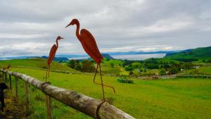陶波Hilltop Whakaipo Estate的两个火烈鸟站在田野的围栏上