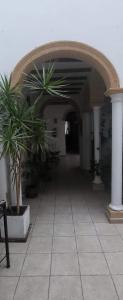 赫雷斯-德拉弗龙特拉凤凰旅馆的建筑里两棵盆栽的走廊