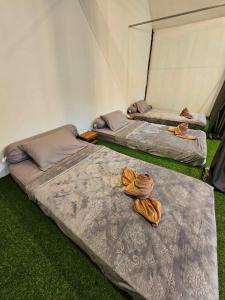 考索Nahm Khao Sok的帐篷内的两张床和毛巾
