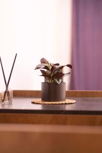 戈斯蒂瓦尔HASS Boutique Hotel的坐在桌子上的一个盆栽植物