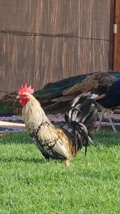 艾恩استراحة دار العين的两只鸡站在围栏附近的草地上