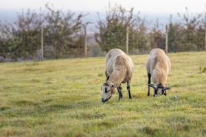 菲耶讷La Ferme Du Grand Air的两只羊在草地上放牧