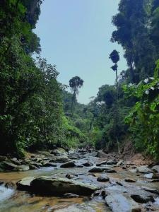 武吉拉旺Orangutan Treking Camp的森林中一条河流