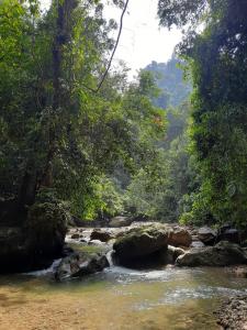 武吉拉旺Orangutan Treking Camp的一条河中树木丛生的小溪