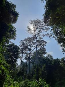 武吉拉旺Orangutan Treking Camp的森林中间高大的树