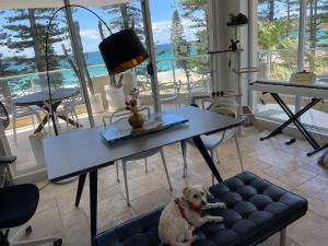 悉尼Shared Beachfront Living的坐在桌子下面沙发上的狗