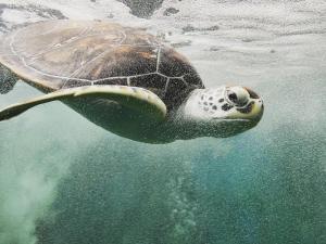 本托塔Sanda Eliya Resort的海水中游泳的绿海龟