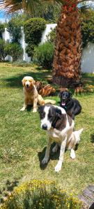 圣拉斐尔Finca La Penúltima-Posada的一群狗坐在草地上