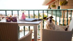 桑亨霍Augusta Eco Wellness Resort 4 Superior的坐在桌子旁椅子上的狗