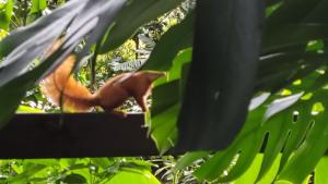 麦德林Café Hotel Medellín的一只小松鼠坐在树枝上