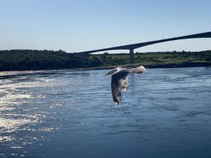 波多Koselig rom med stue i Bodø sentrum的鸟在河上飞过,后边有一座桥