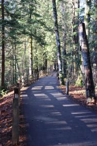 枫树岭Golden Ears Nature's Delight的林中树木林立的路径