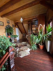 博尔沙Pensiunea Andrei的地板上种植盆栽的房间