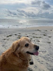 阿勒皮Alleppey Beach Garden的躺在海滩上的棕色狗