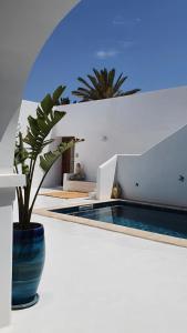 Maison d’hôte, Djerba的游泳池旁蓝色花瓶里的植物