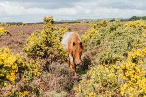 利明顿Sail Away的棕色的马在花田中漫步