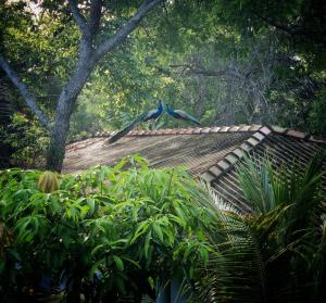 坦加拉Relax Beach House的两只蓝色的鸟飞过屋顶