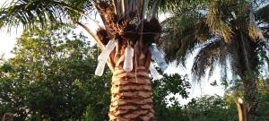 斯基灵角assoukatene lodge的挂在树干上的棕榈树