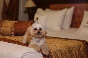 利沃夫Citadel Inn Gastro Boutique Hotel的一只小狗坐在床上
