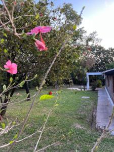 维多利亚Homestay Victoria Entre Rios的院子里有粉红色花的树