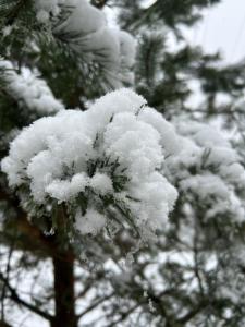 米库利钦Respect的松树上积雪覆盖的树枝