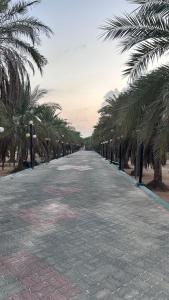 Al RahbaFarm dream的一条在海滩上种满棕榈树的道路