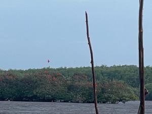圣阿马鲁Chalé Murici Lençóis的一只风筝在一排树木的海水上空飞翔