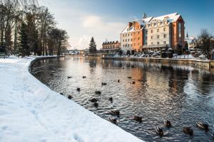 皮什奈达比萨酒店的一群鸭子在雪中游河