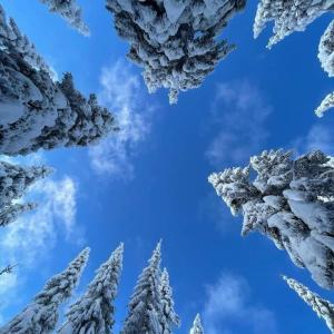 科帕奥尼克Ski hotel DOBRODOLAC的享有白雪覆盖的树木和蓝天的景色