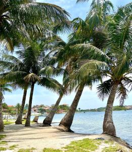 圣佩德罗-达阿尔德亚Cantinho dos Amigos的海滩上的一棵棕榈树