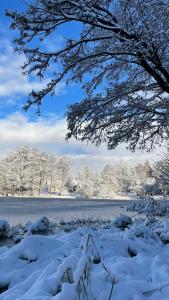 普日维兹Las i woda的一片雪覆盖的田野,一棵树和一束水
