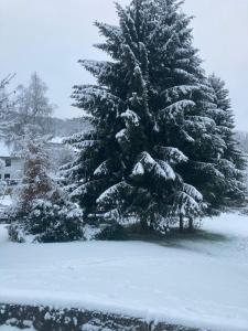 施马伦贝格Nest Heiminghausen的院子里的松树被雪覆盖
