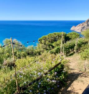 蒙特罗索阿尔马雷Villa Pietrafiore的从鲜花盛开的山丘上欣赏海景