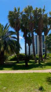 卡坦扎罗San Michele Apartments&Rooms的公园里一群棕榈树,有一座建筑