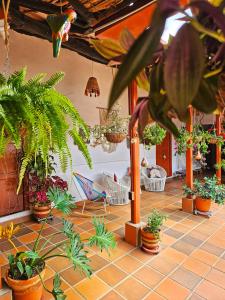 萨帕托卡La Casona Espacio Bonito的充满了许多盆栽植物的房间