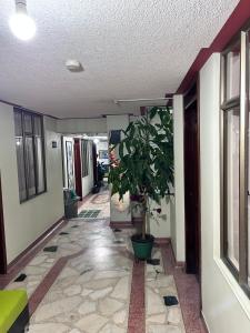 帕斯托Nuevo Horizonte的走廊上,地板上栽有盆子的植物