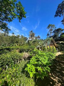 代尼耶耶Rainforest cabin的绿色植被山丘上的房屋