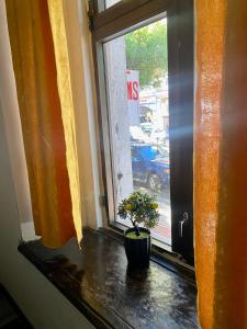 巴统Communication hostel的坐在窗前的盆栽植物