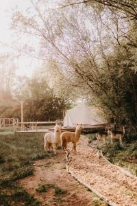 卡斯特尔莱KARIBU - Olifant的两只羊站在帐篷旁边的田野上