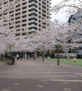 东京駅徒歩5分！快適で贅沢、理想的なゲストルーム的一座公园前有樱树