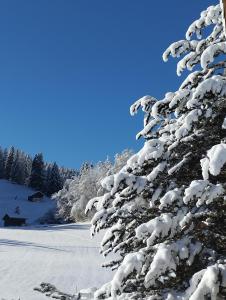 代堡Magnifique Appartement Cosy的雪覆盖的田野上一棵雪覆盖的树